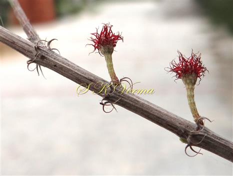   Female inflorescences